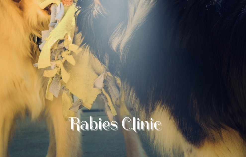 Ferrets Rabies RABIES CLINIC FOR DOGS, CATS, AND FERRETS