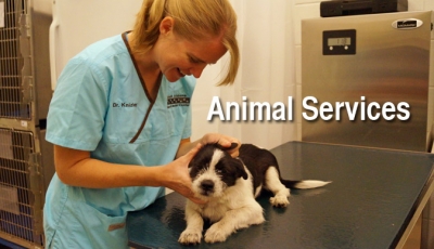 Animal Shelter Home Gallery Image 2