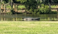 Cypress Creek Golf Course Gallery Image 189