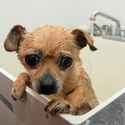 photo of dog in sink bathing