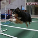 photo of dog jumping