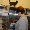 photo of worker cleaning kennel